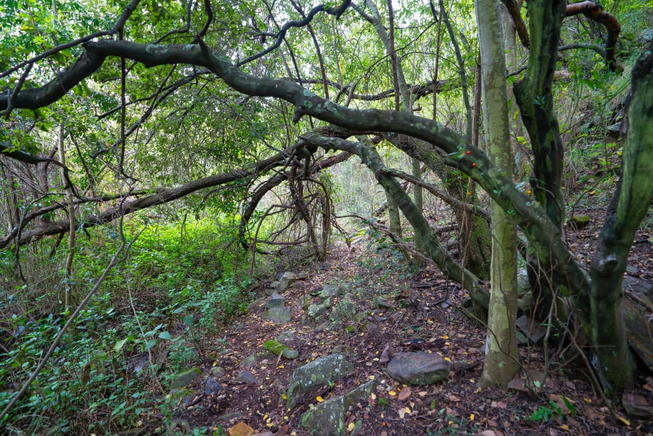 Hiking trail