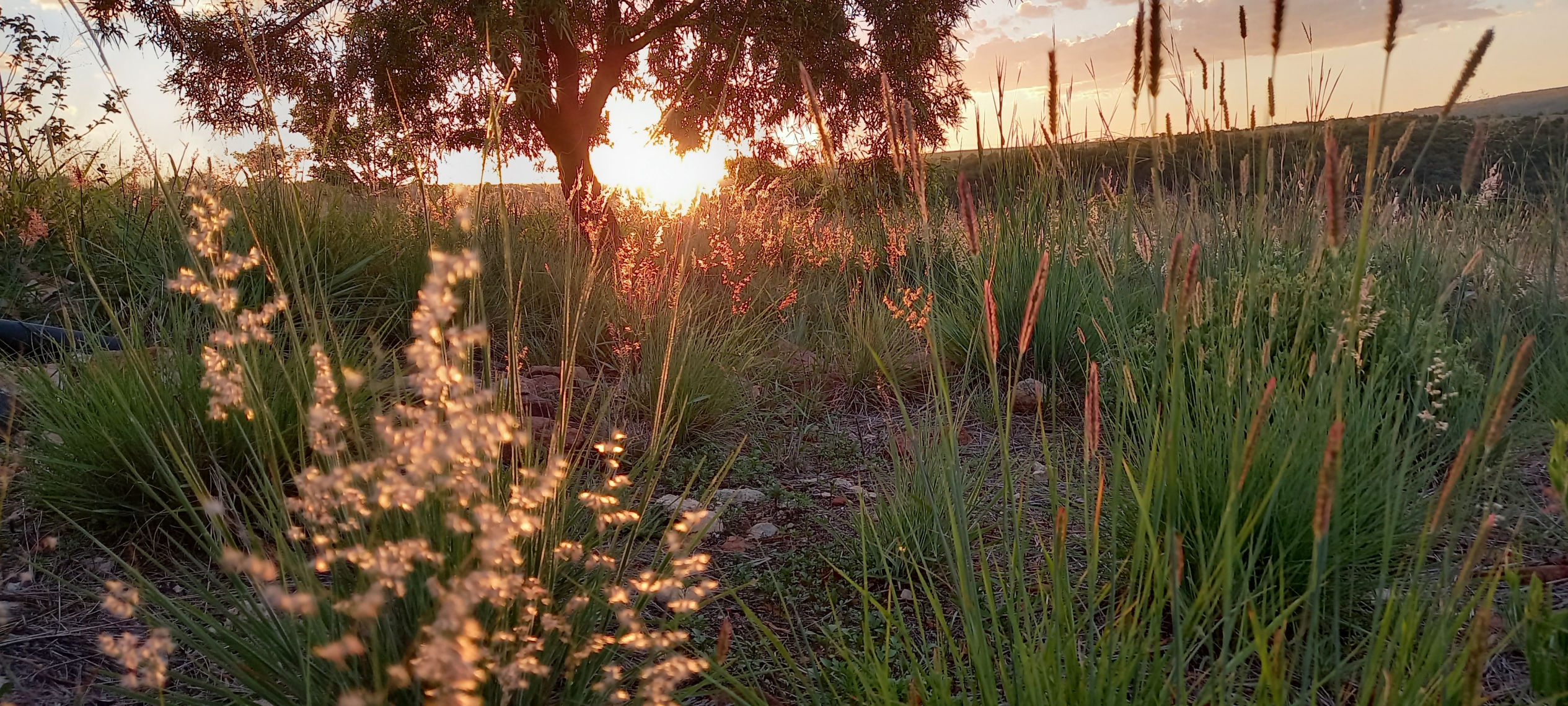 The veld